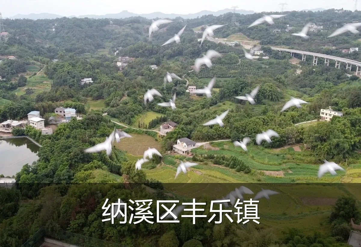 纳溪区丰乐镇